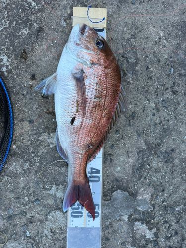 タイの釣果