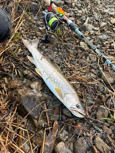 アメマスの釣果