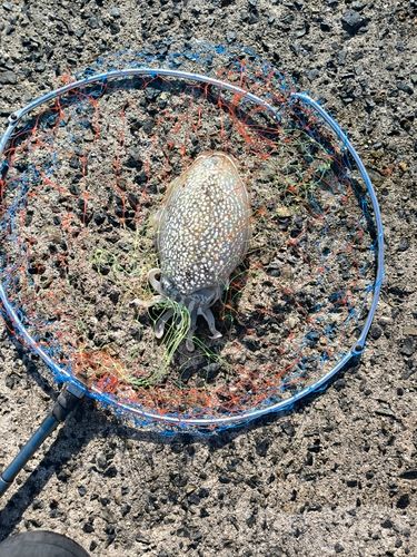 コウイカの釣果