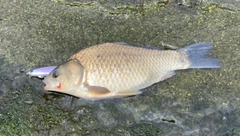 フナの釣果