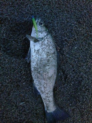 フッコ（ヒラスズキ）の釣果