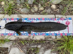 ナマズの釣果