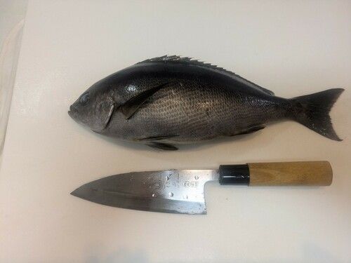 イサキの釣果
