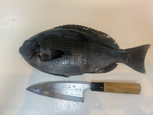 グレの釣果