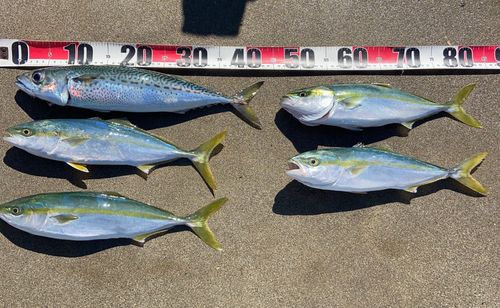 サバの釣果