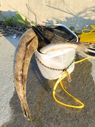 マゴチの釣果