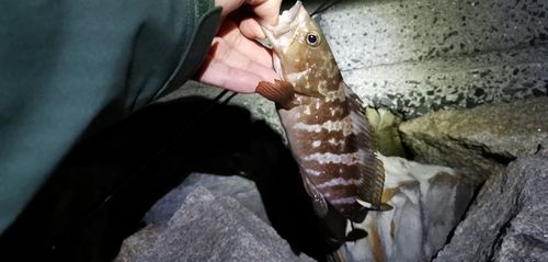 アコウの釣果