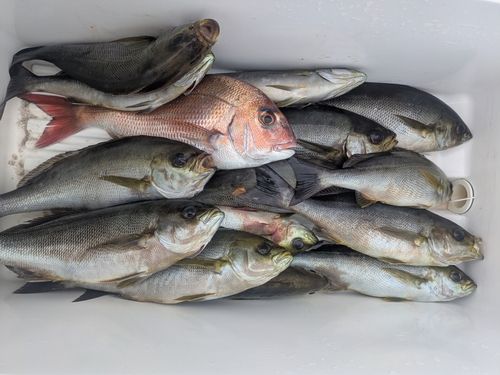 イサキの釣果