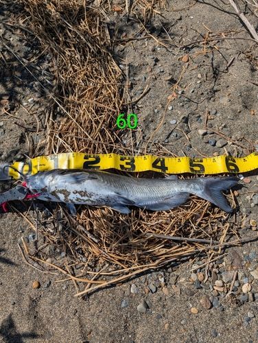 アメリカナマズの釣果