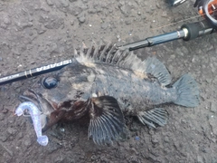 ハチガラの釣果