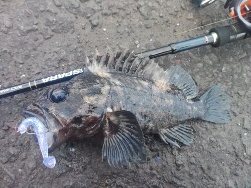 ハチガラの釣果
