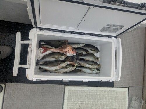 タイの釣果