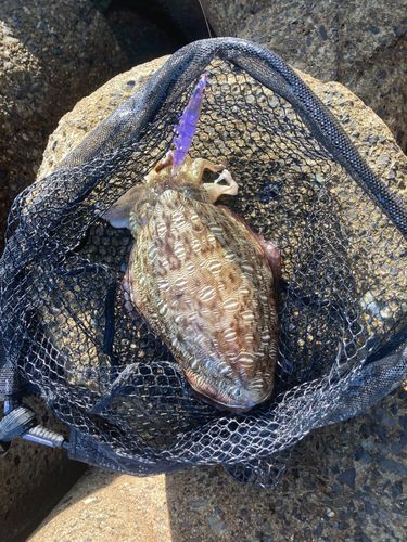 モンゴウイカの釣果