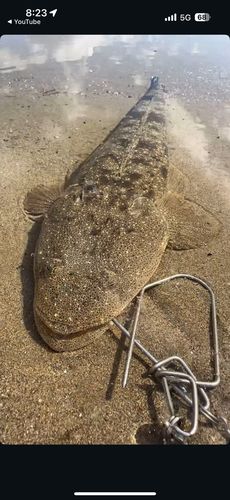 マゴチの釣果