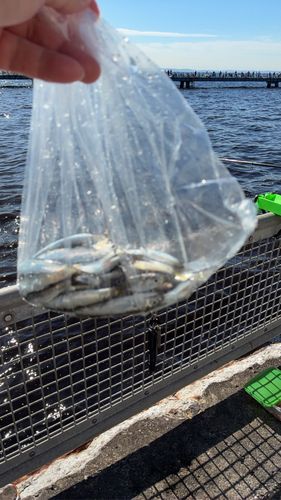 カタクチイワシの釣果