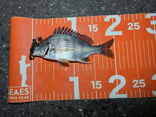 キビレの釣果