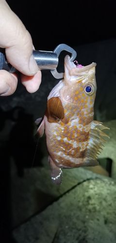 アコウの釣果