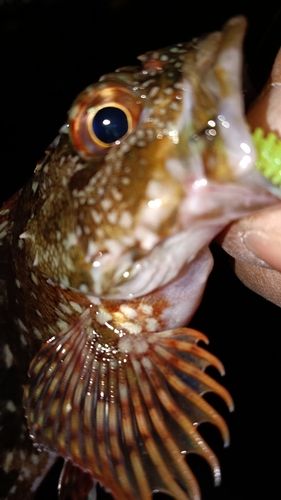 ガシラの釣果