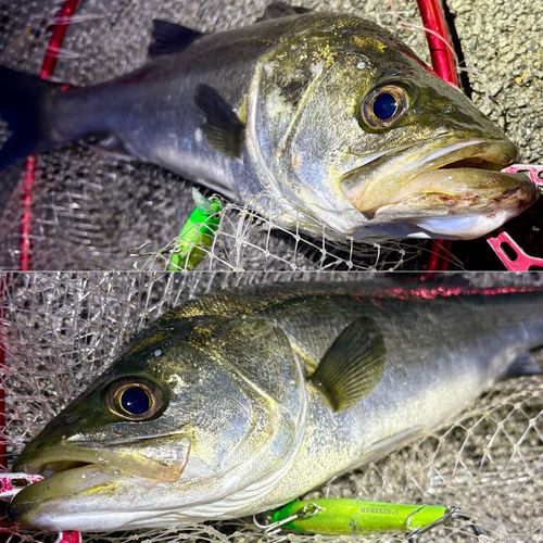 フッコ（マルスズキ）の釣果