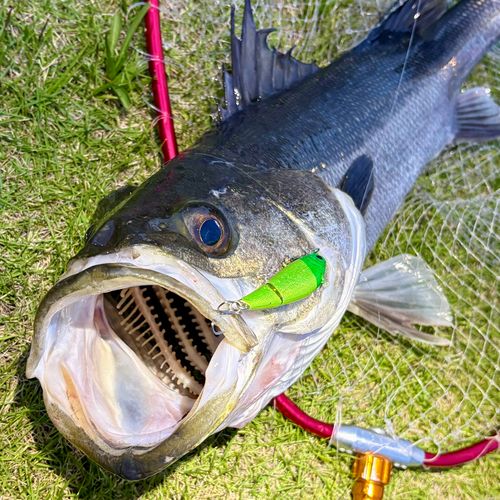 スズキの釣果