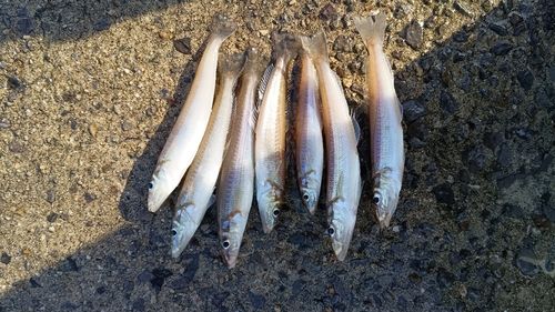 シロギスの釣果