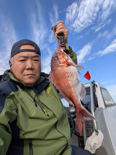 マダイの釣果