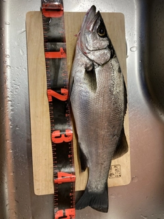 ハネ（ヒラスズキ）の釣果