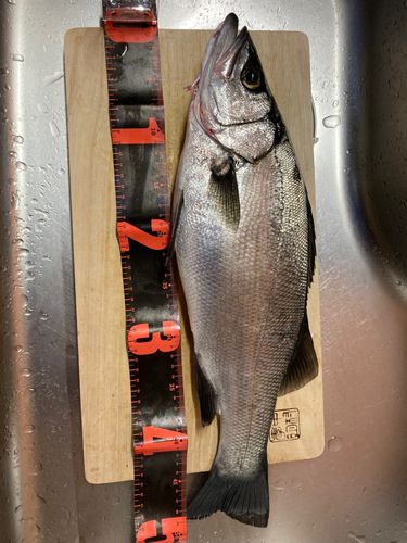 ハネ（ヒラスズキ）の釣果