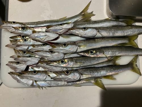 カマスの釣果