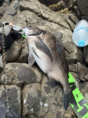 チヌの釣果