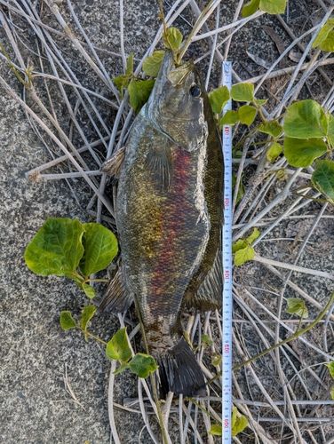 スモールマウスバスの釣果