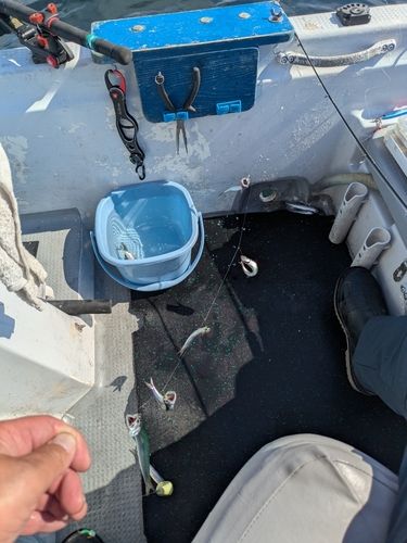カタクチイワシの釣果