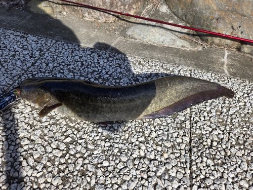 ナマズの釣果