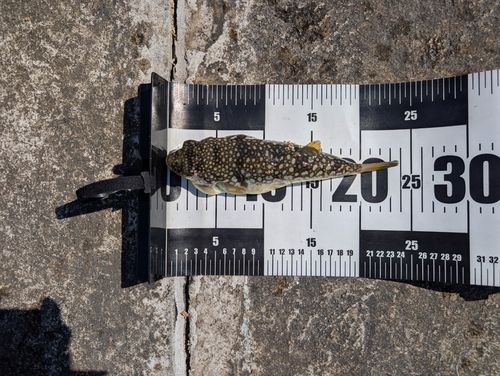 フグの釣果