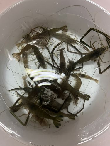 テナガエビの釣果