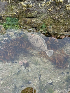 マガレイの釣果