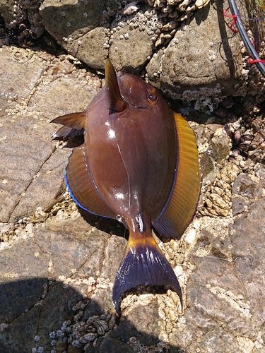 ニセカンランハギの釣果
