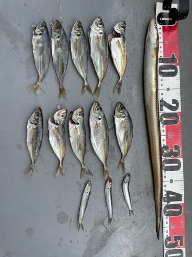 アナゴの釣果