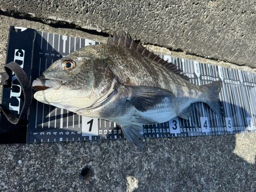 チヌの釣果