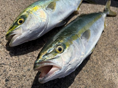 イナダの釣果