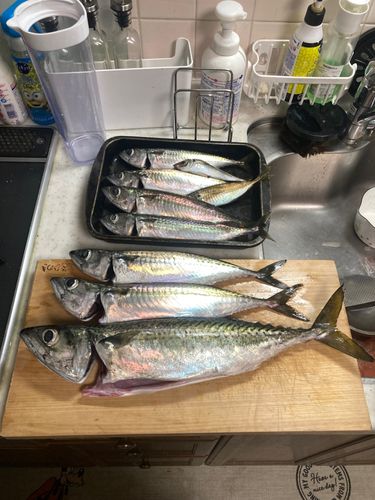 サバの釣果