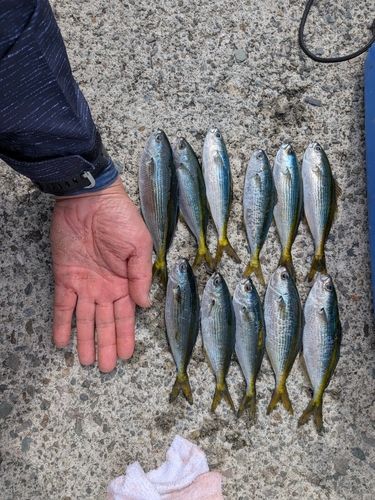タカベの釣果