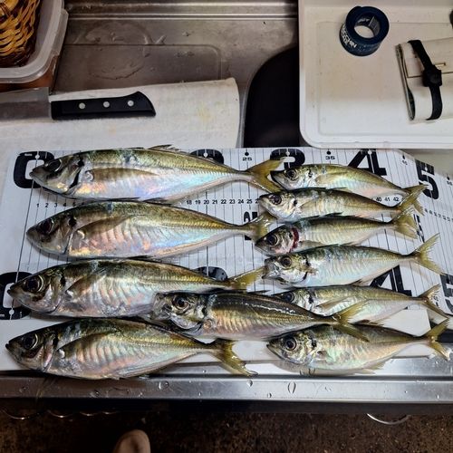 アジの釣果