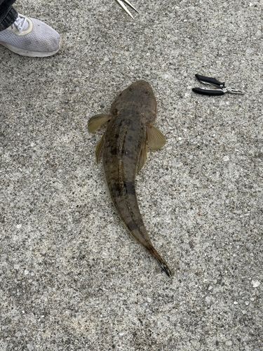 マゴチの釣果