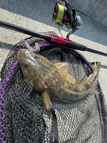 コチの釣果