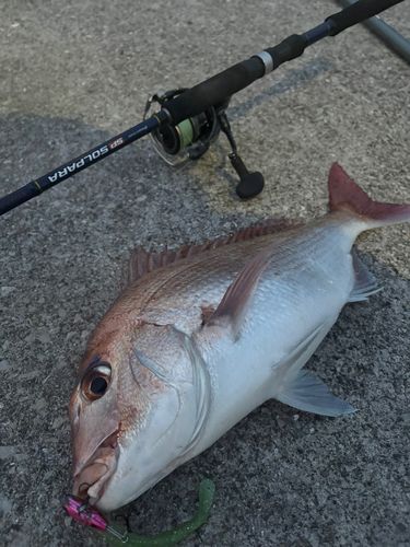 マダイの釣果