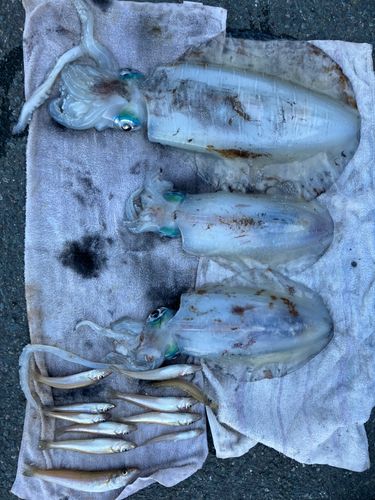 アオリイカの釣果