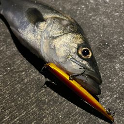 アングラー485083 さんの 2026年05月08日のスズキの釣り・釣果情報
