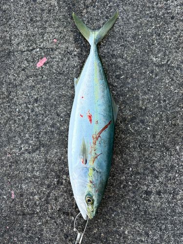 ヤズの釣果