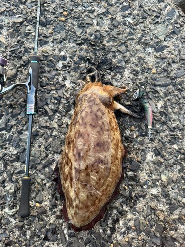 コウイカの釣果